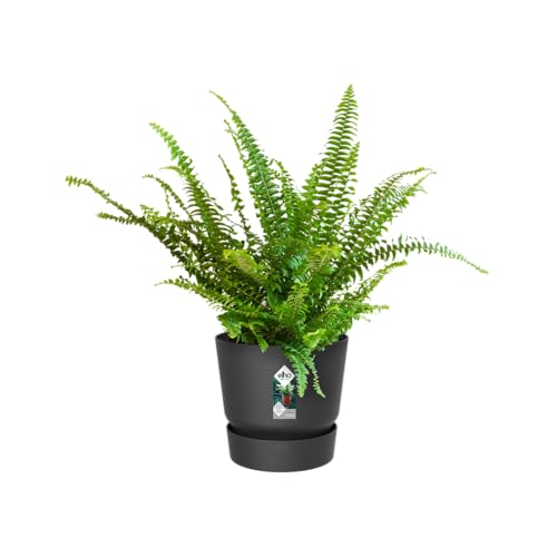 Elho Blumenkasten elho Greenville Easy Hanger 19.5 - Blumentopf für Balkon - 100% recyceltem Plastik - Ø 19.5 x H 23.7 cm - Schwarz/Living Schwarz