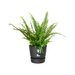 Elho Blumenkasten elho Greenville Easy Hanger 19.5 - Blumentopf für Balkon - 100% recyceltem Plastik - Ø 19.5 x H 23.7 cm - Schwarz/Living Schwarz
