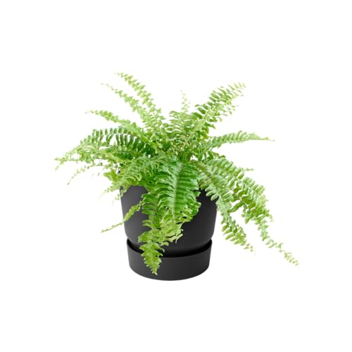 Elho Blumenkasten elho Greenville Easy Hanger 19.5 - Blumentopf für Balkon - 100% recyceltem Plastik - Ø 19.5 x H 23.7 cm - Schwarz/Living Schwarz