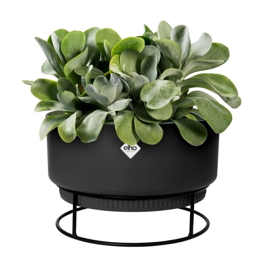 Elho Blumenkasten Moderne Elho B. for Studio Pflanzschale 30 cm in Living Black. Ideal für Zimmerpflanzen, wasserdicht & stilvoll.