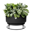 Elho Blumenkasten Moderne Elho B. for Studio Pflanzschale 30 cm in Living Black. Ideal für Zimmerpflanzen, wasserdicht & stilvoll.