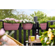 Elho Vibia Campana Blumenkasten mit Aufhänger – Groß – Puderrosa ca,46cm